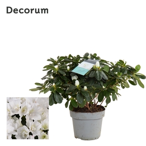 Azalea 14 cm Wit - Decorum