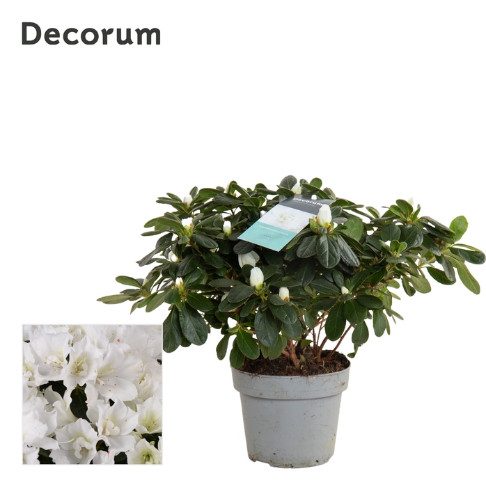 <h4>Azalea 14 cm Wit - Decorum</h4>