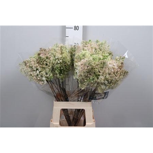 Syr Hy Maidens Blush 2+