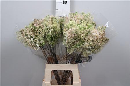 <h4>Syr Hy Maidens Blush 4+</h4>