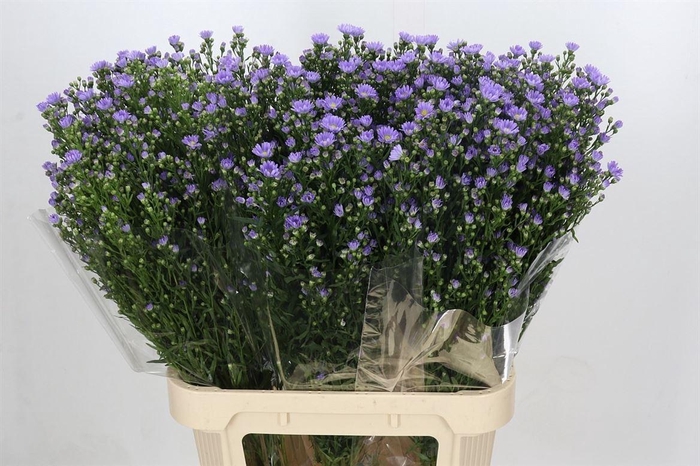 <h4>Aster Cassandra</h4>