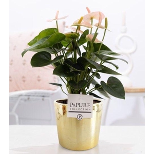 Anthurium pink (Spirit) in P&PURE Laryssa ceramics shiny gold