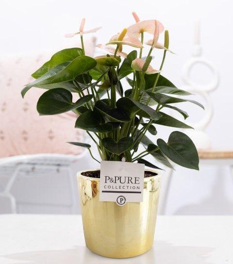 <h4>Anthurium pink (Spirit) in P&PURE Laryssa ceramics shiny gold</h4>
