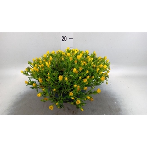 Delosperma coop.
