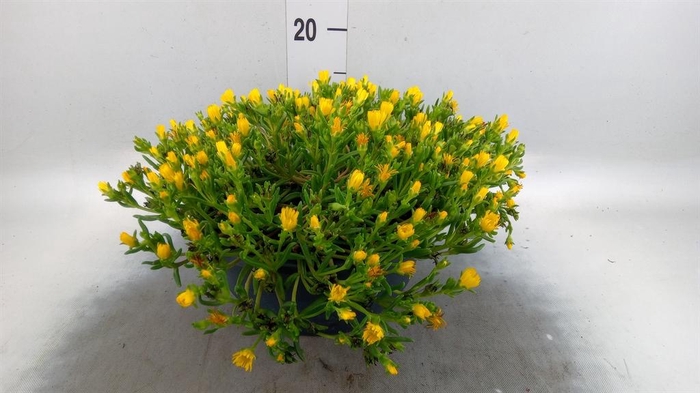 <h4>Delosperma coop.</h4>