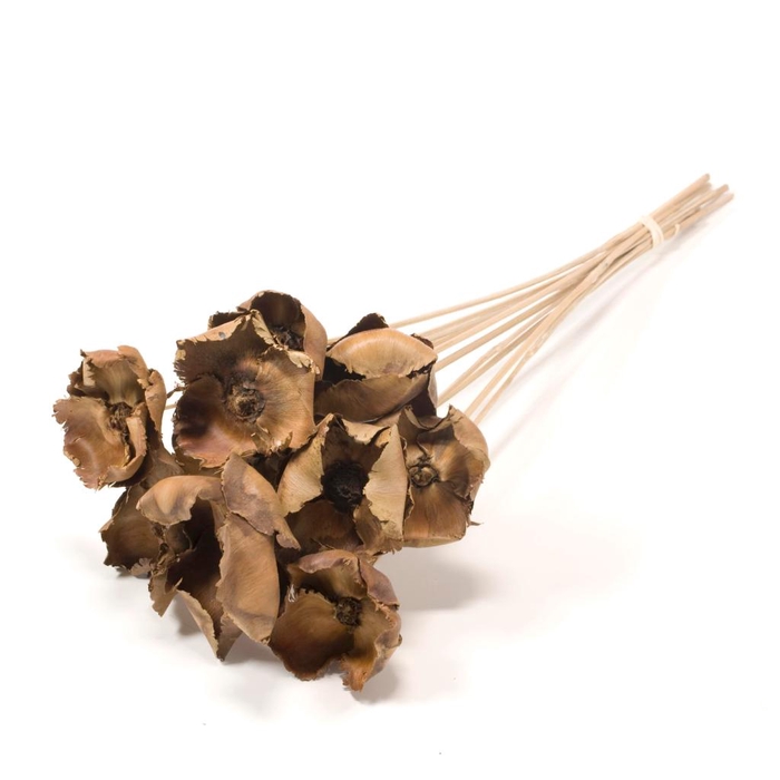 <h4>Palmcup O/s 10pc Natural</h4>