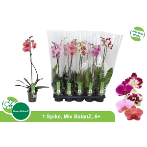 PHAL GEM