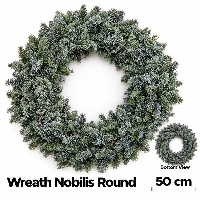 <h4>ABIES NOBILIS BLAUW</h4>