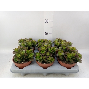 Crassula ovata 'Minor'