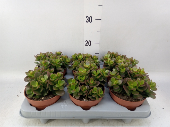<h4>Crassula ovata 'Minor'</h4>