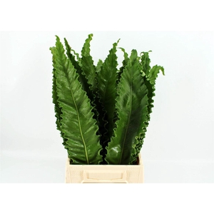 Asplenium Osaka 50cm