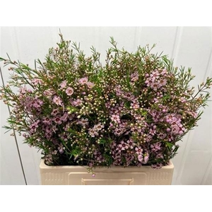 CHAME UN MAJEST PINK