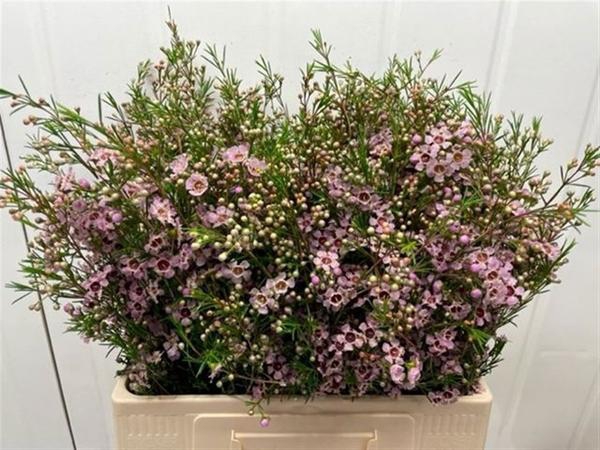 <h4>CHAME UN MAJEST PINK</h4>