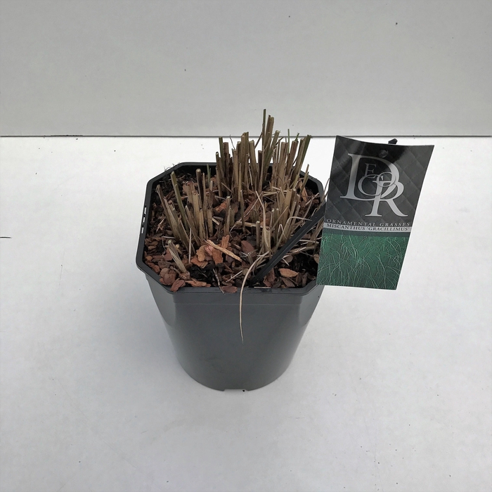 <h4>Graminées Miscanthus 'Gracillimus'</h4>