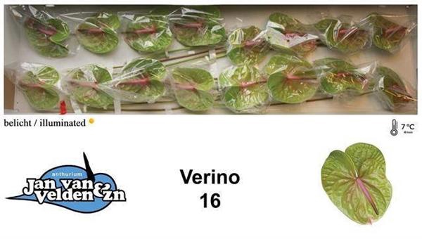 <h4>ANTH A VERINO</h4>