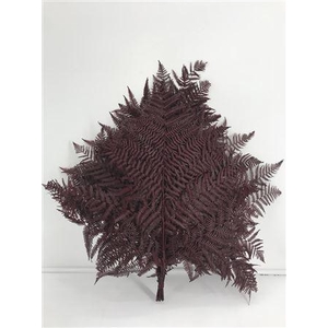 Dr Felce Di Bosco Bl Rossa Red