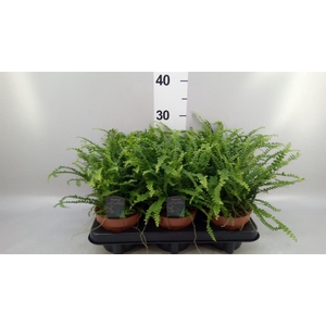 Nephrolepis cord. 'Duffii'