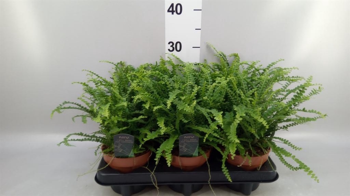 <h4>Nephrolepis cord. 'Duffii'</h4>