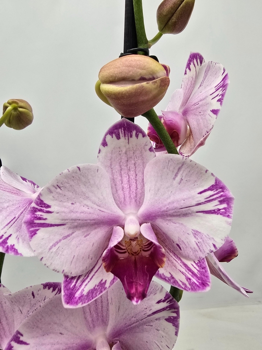 <h4>Limited 02 week 19</h4>