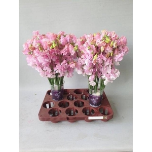 LATHYR PARFUM P PINK