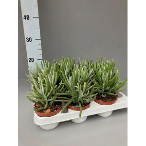Senecio pyramidatus