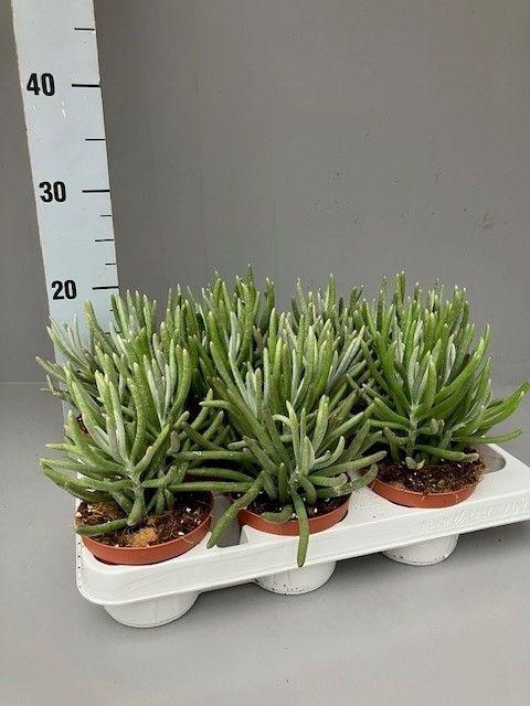 <h4>Senecio pyramidatus</h4>