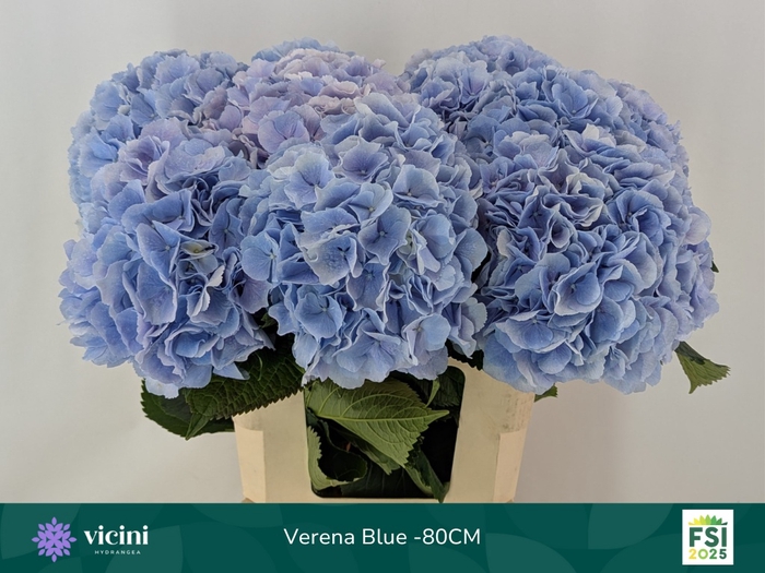 <h4>HYDR M CH VERENA BL</h4>
