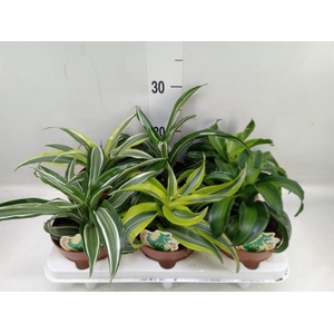 Dracaena   ...mix