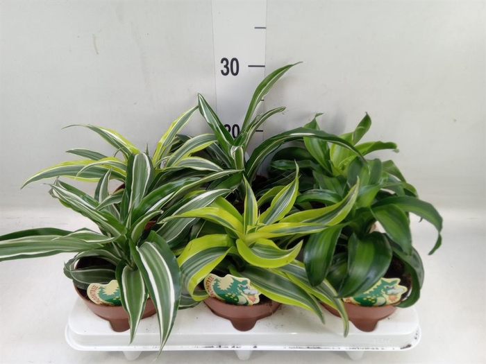 <h4>Dracaena   ...mix</h4>