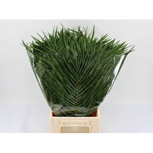 Phoenix Roebelinii 50cm