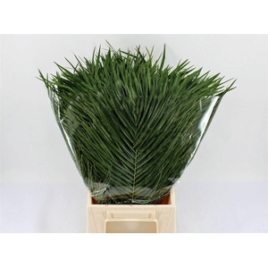 Phoenix Roebelinii 60cm