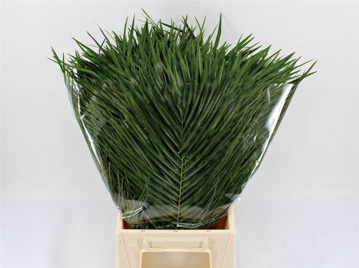 <h4>Phoenix Roebelinii 60cm</h4>