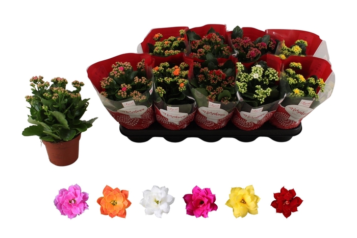 <h4>Kal Ge Ro Gem 6 Kl</h4>