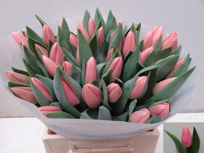 <h4>TU EN MASKOVRI</h4>