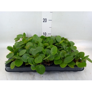 Pilea peperomioides