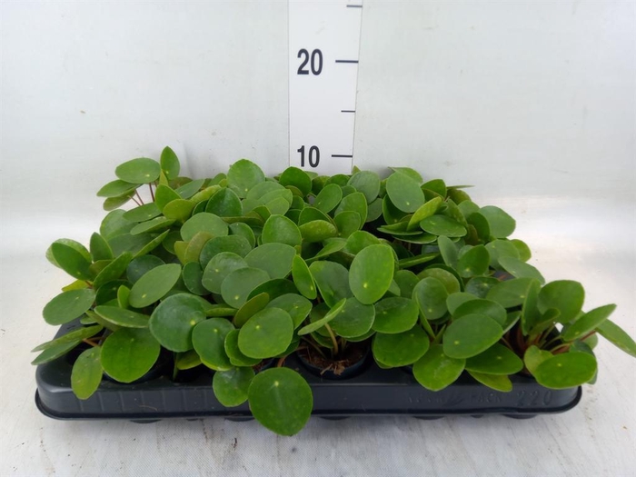 <h4>Pilea peperomioides</h4>
