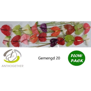 Anth A Mix 9 cm X20 Flow Pack Spek Flowers
