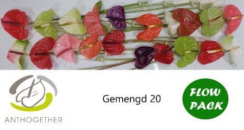 <h4>Anth A Mix 9 cm X20 Flow Pack Spek Flowers</h4>