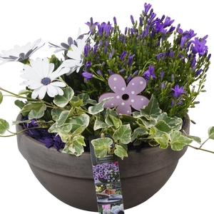 Arr.   Perkplanten L%
