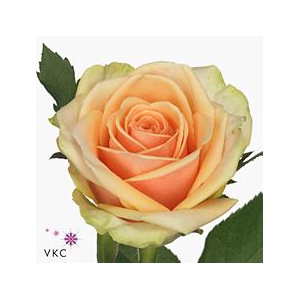 Rosa large alchemy