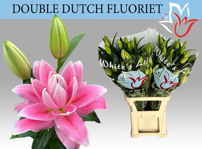 <h4>LI OR DU DD FLUORIET</h4>