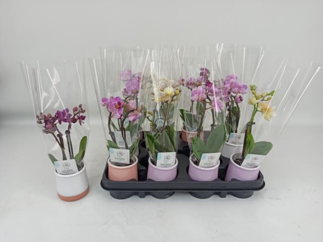 <h4>PHAL MINI</h4>