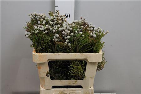 <h4>Brunia Nodiflora (spray Brunia)</h4>