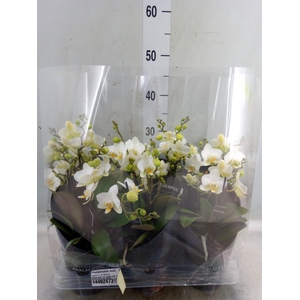 Phalaenopsis multi. 'Ant Lausanne'