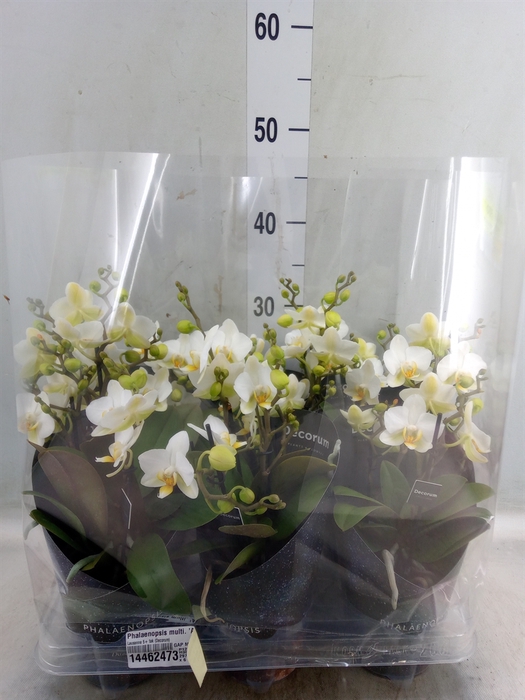 <h4>Phalaenopsis multi. 'Ant Lausanne'</h4>