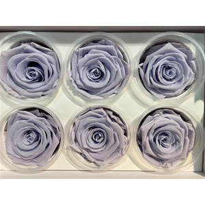 Ro Preserved Lavender