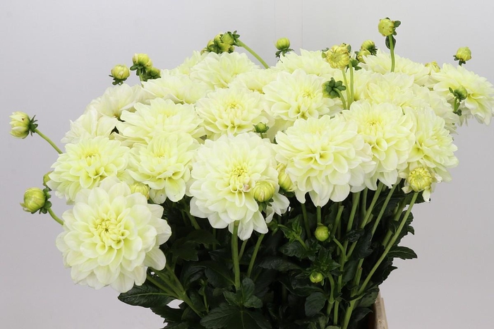 <h4>Dahlia Champagne</h4>