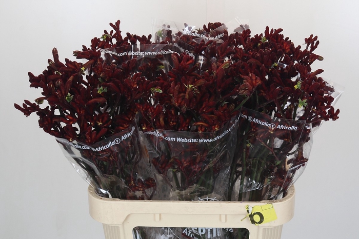 <h4>Anigozanthos Early Spring</h4>