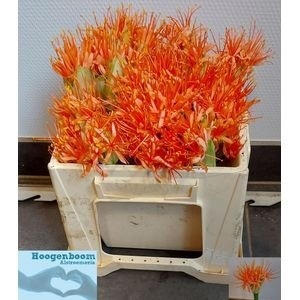 <h4>SCAD ORANGE WONDER</h4>