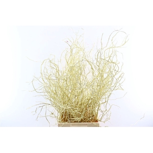Salix Klbh Gold P Bunch